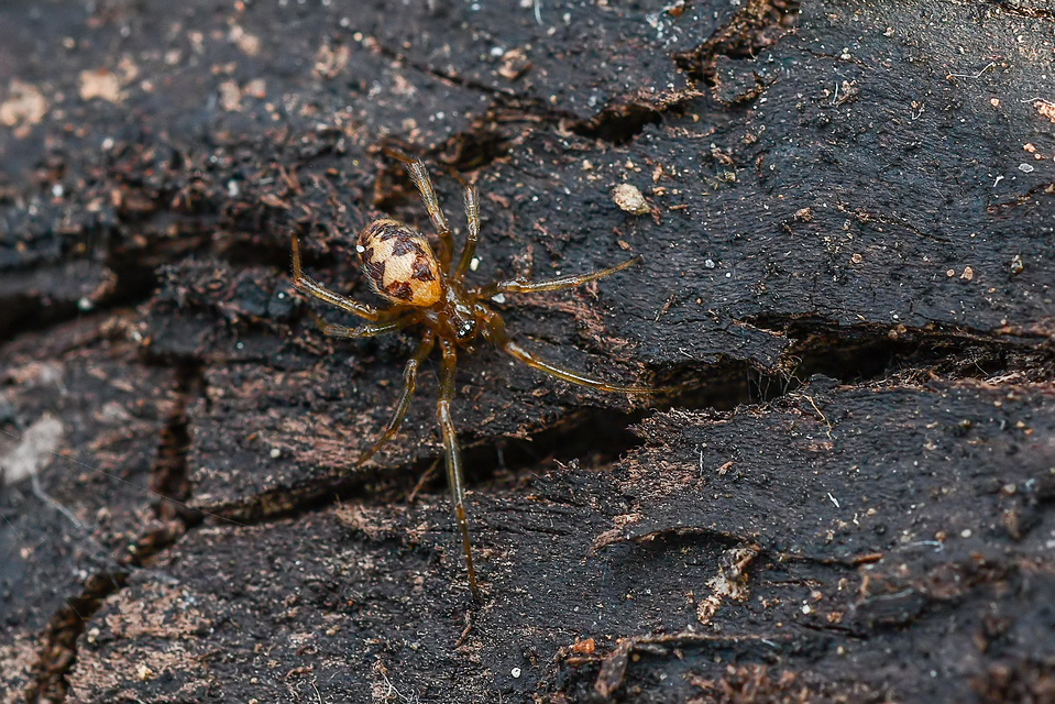 Steatoda triangulosa - háromszöges faggyúpók
