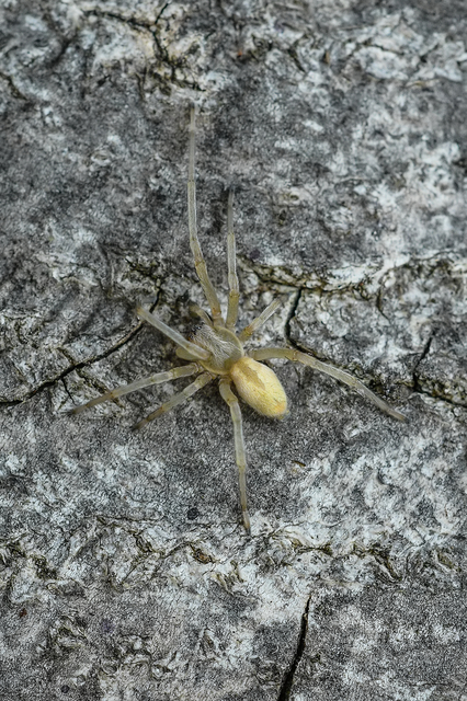 Cheiracanthium mildei - sárga dajkapók