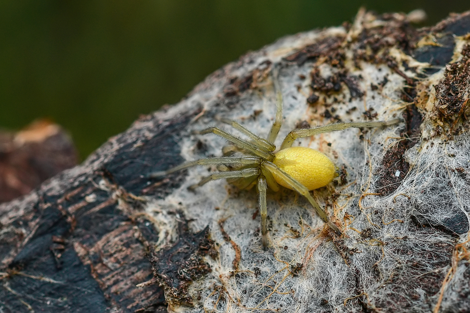 Cheiracanthium mildei - sárga dajkapók