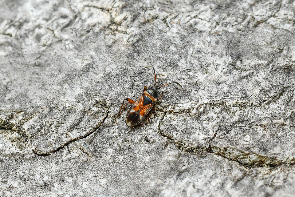 Raglius alboacuminatus - tarka díszesbodobács