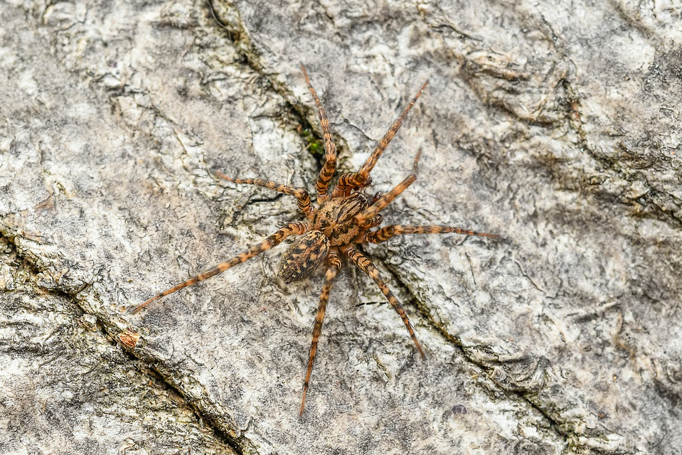 Tegenaria silvestris - erdei zugpók