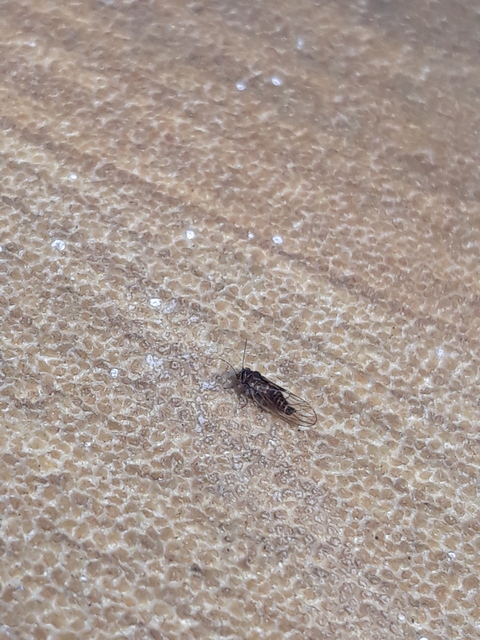 Psyllidae