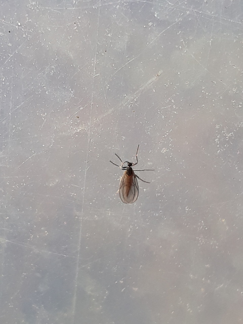 Cecidomyiidae - gubacsszúnyogok