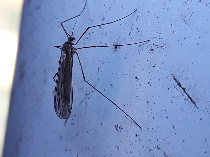 Trichocera