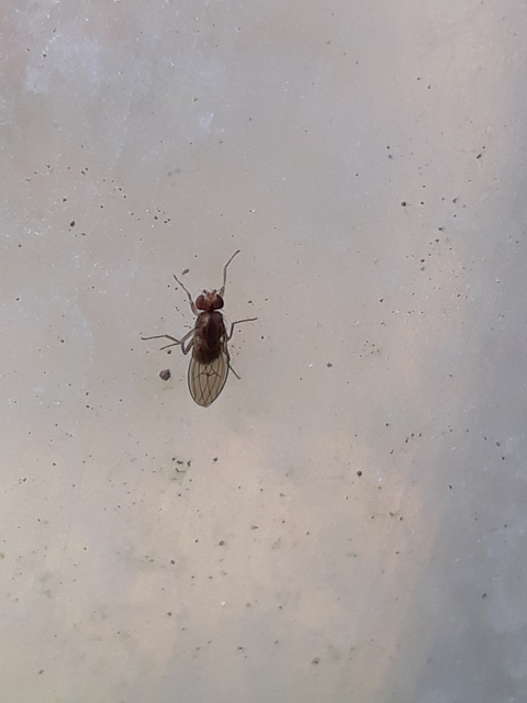 Scaptomyza pallida