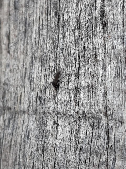 Chironomidae - árvaszúnyogok