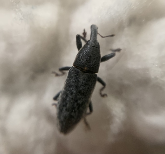 Lixus subtilis - disznóparéj-dudvabarkó