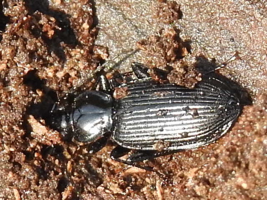 Limodromus krynickii - feketelábú kisfutó