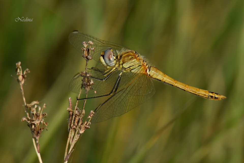 Sympetrum fonscolombii - vándor katona-szitakötő