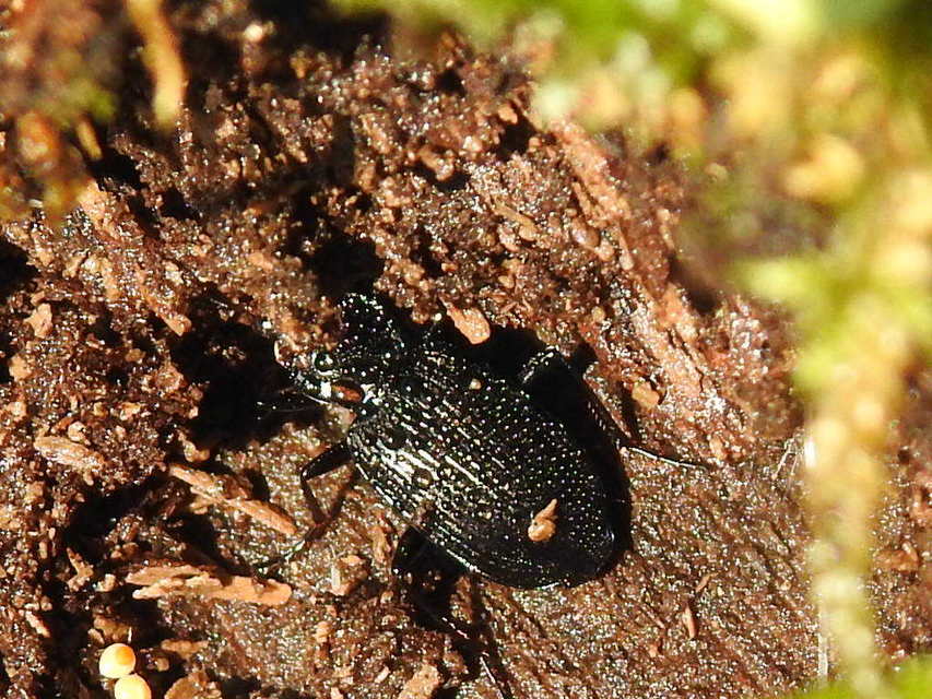 Limodromus assimilis - vöröslábú kisfutó