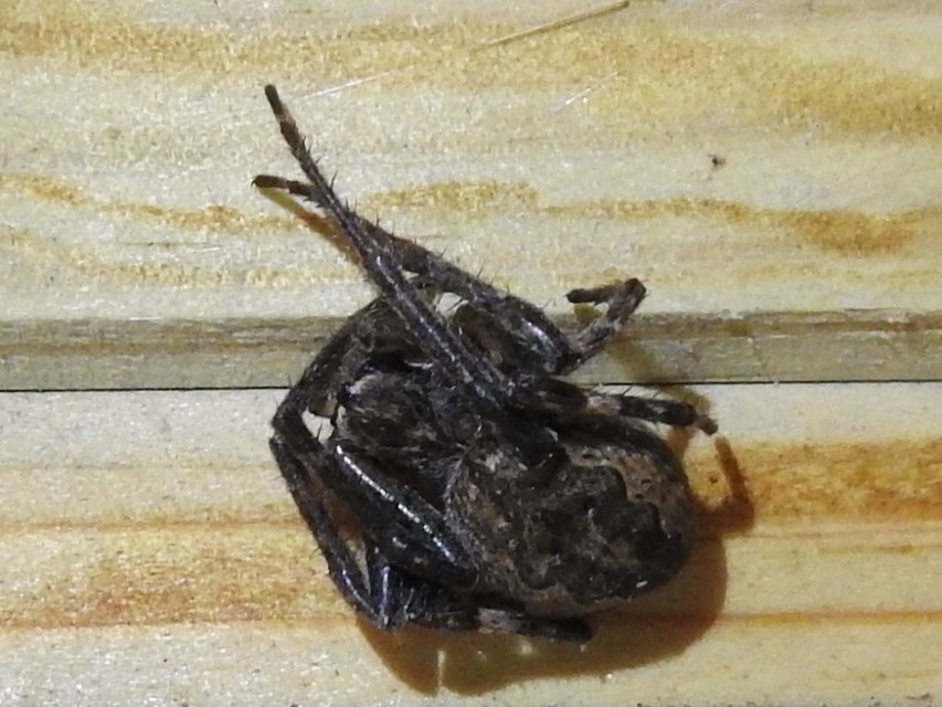 Nuctenea umbratica - közönséges rés-keresztespók