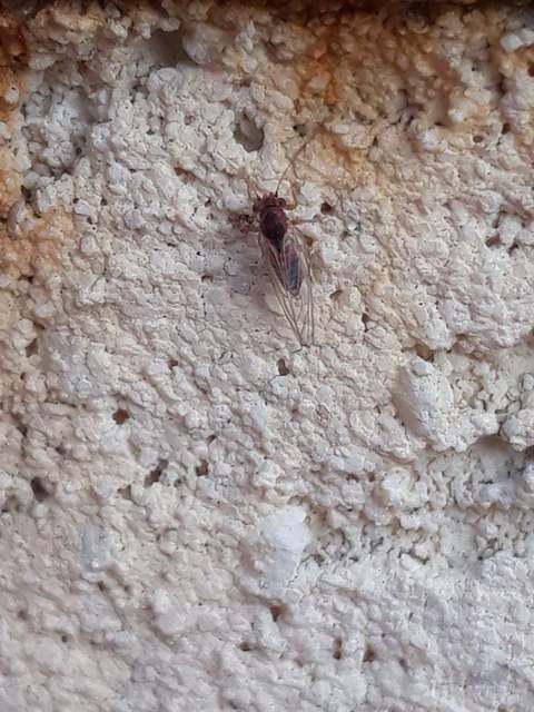 Psyllidae