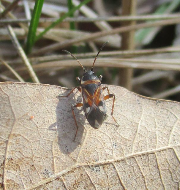 Raglius alboacuminatus - tarka díszesbodobács