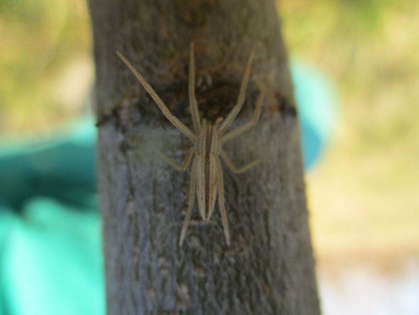 Tibellus