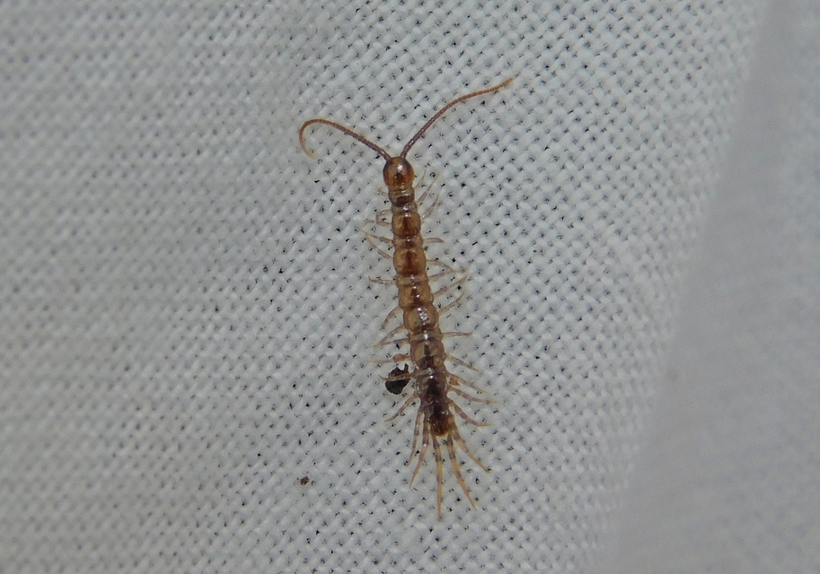 Lithobiidae