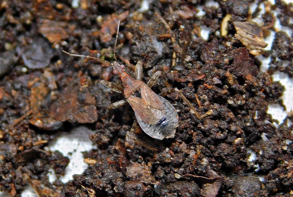 Himacerus mirmicoides - csalán-tolvajpoloska