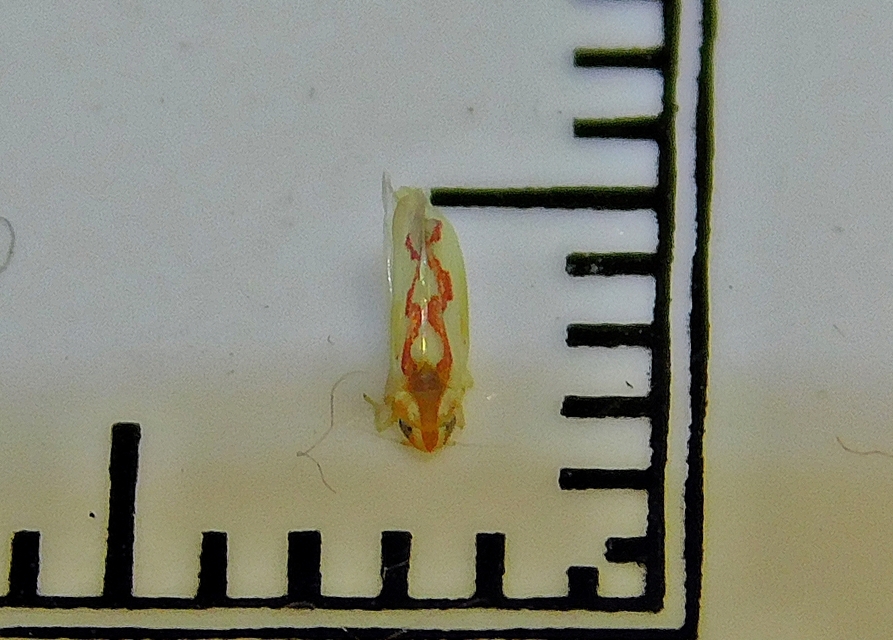 Zygina