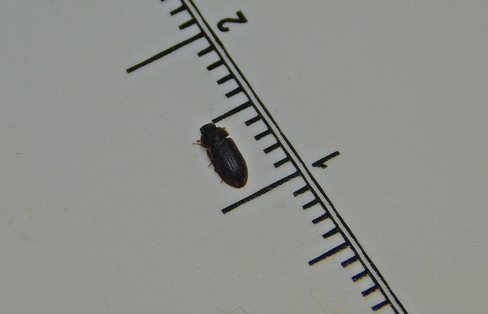 Colobicus hirtus - szegélyes héjbogár