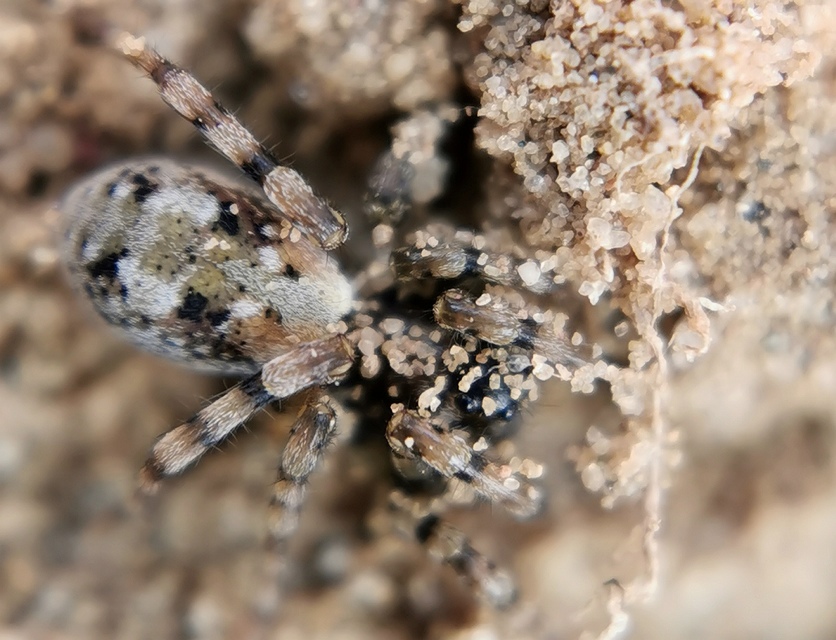 Arctosa perita - tarka farkaspók