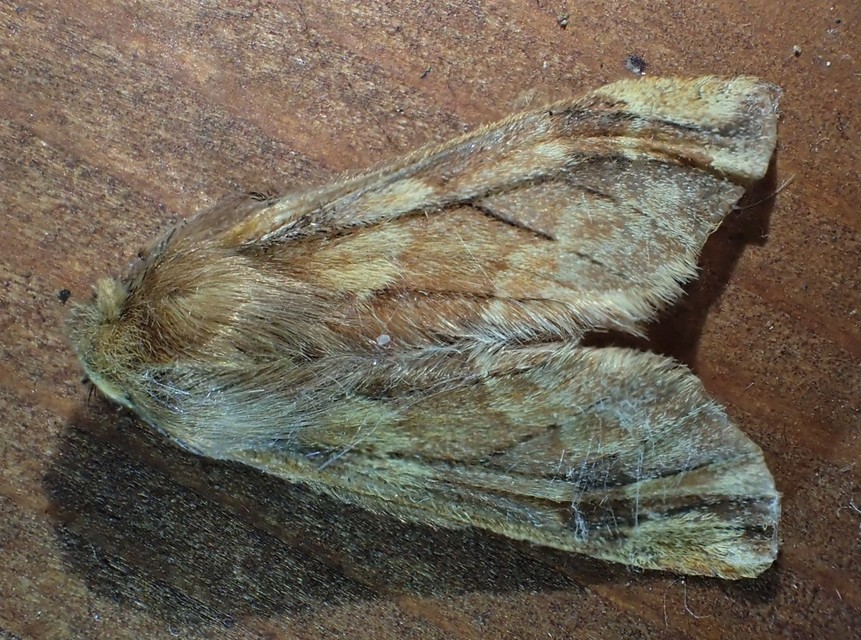 Ptilophora plumigera - tollas púposszövő