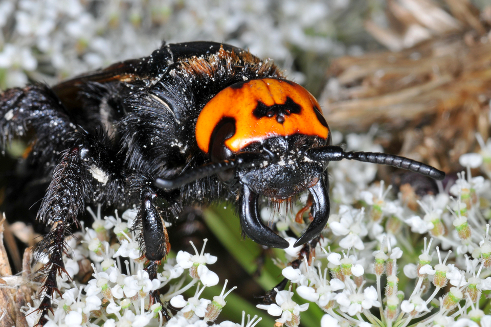Megascolia maculata - óriás-tőrösdarázs