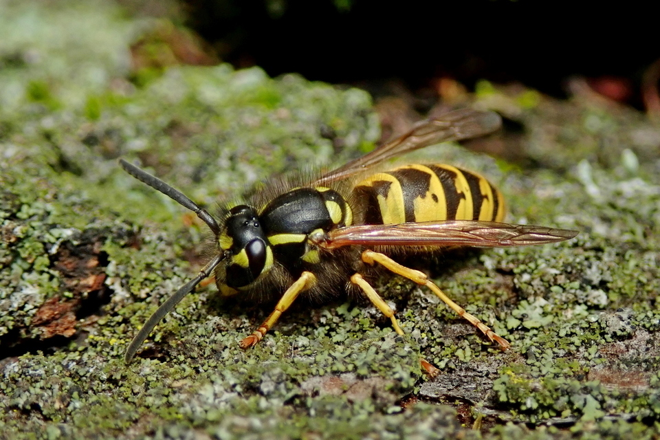 Vespula germanica - német darázs