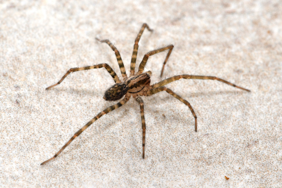 Tegenaria silvestris - erdei zugpók