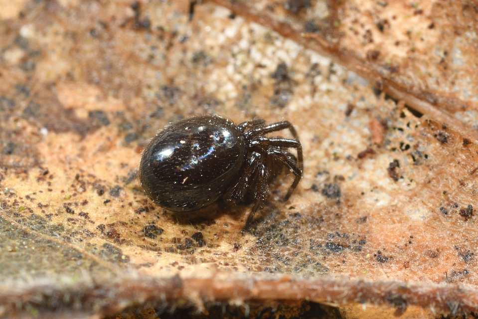 Enoplognatha thoracica