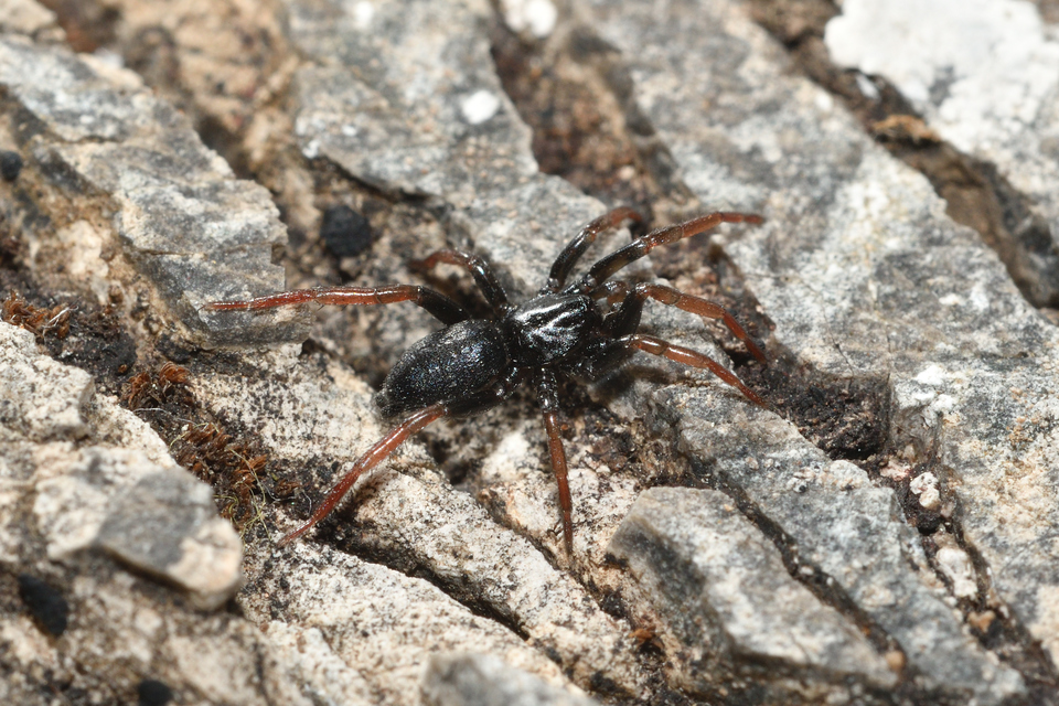 Trachyzelotes pedestris - vöröslábú gyászpók