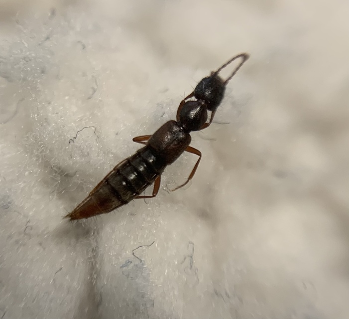 Medon castaneus