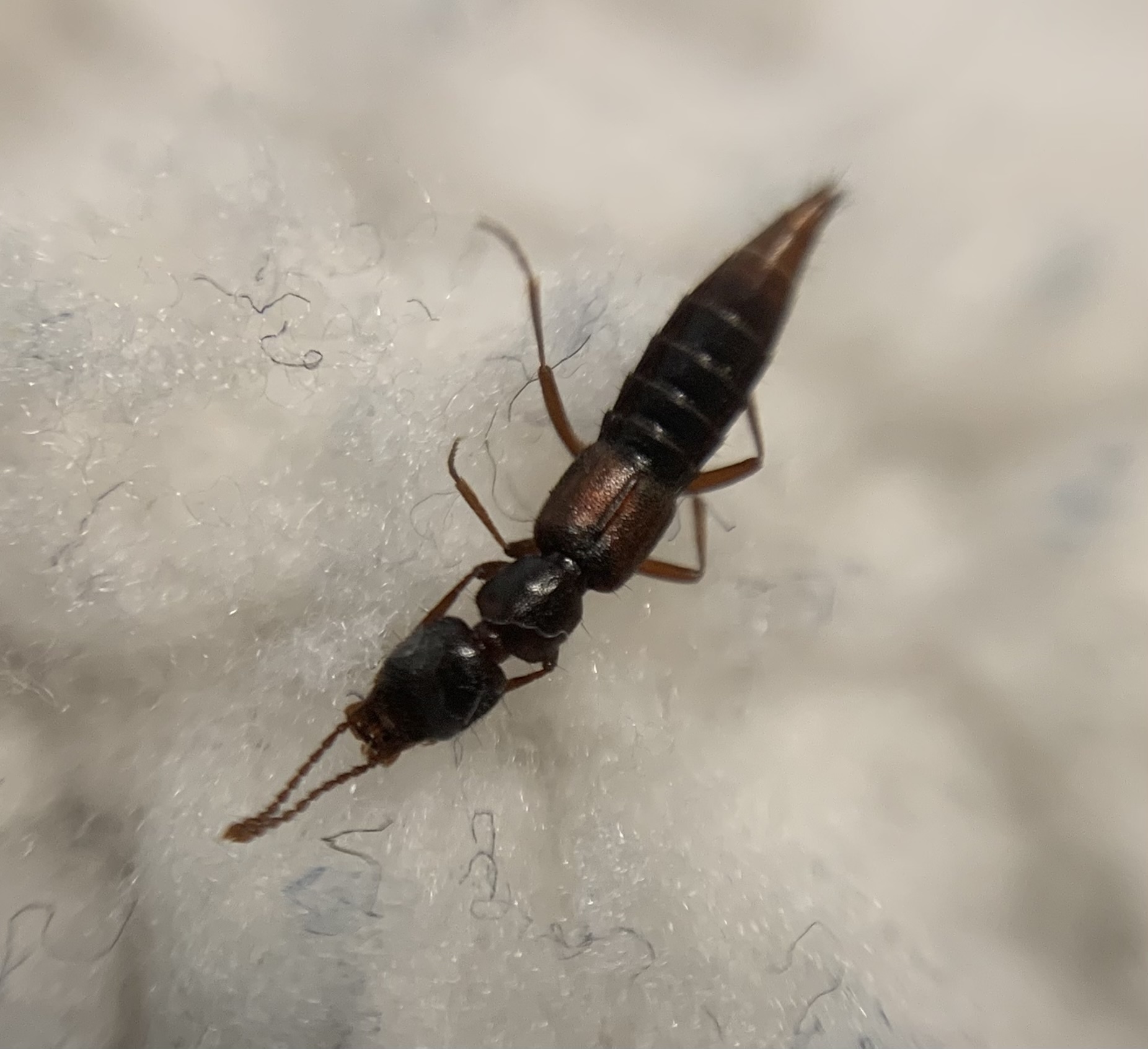Medon castaneus