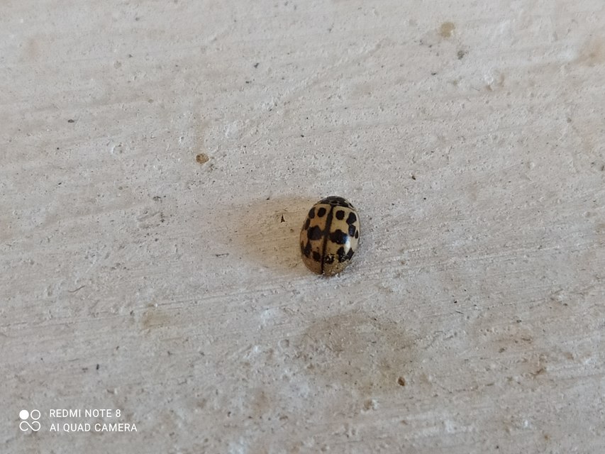 Oenopia conglobata - rózsás katica