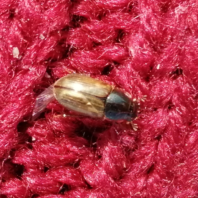 Aphodius prodromus - sárgalábú trágyabogár