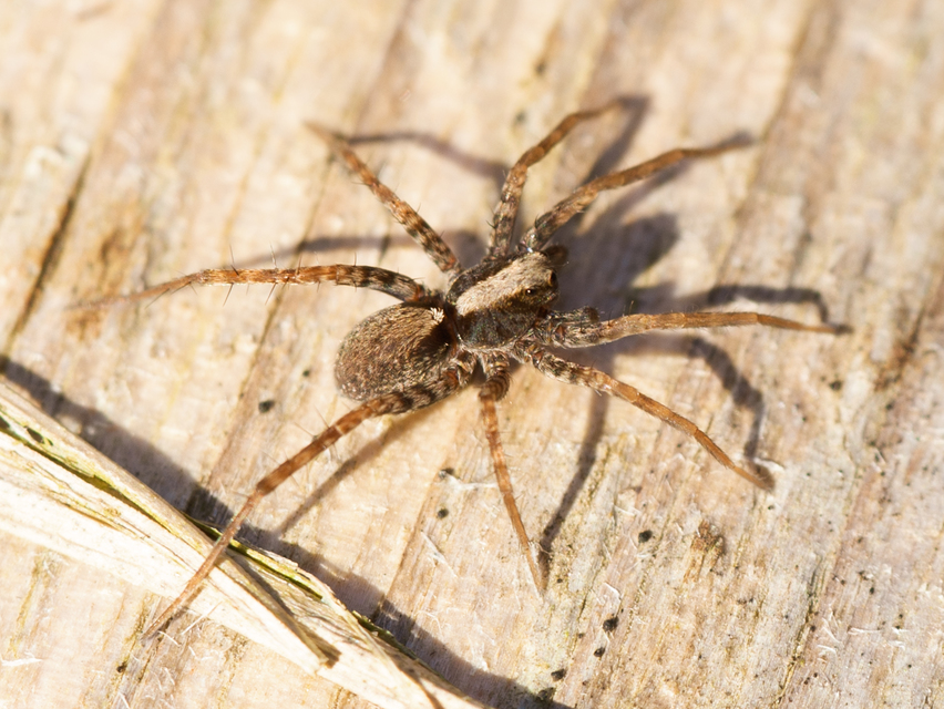 Pardosa alacris/lugubris