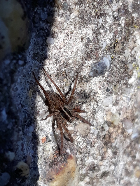 Pardosa agrestis - pusztai farkaspók