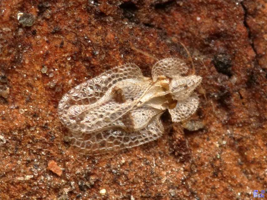 Corythucha ciliata - platán-csipkéspoloska
