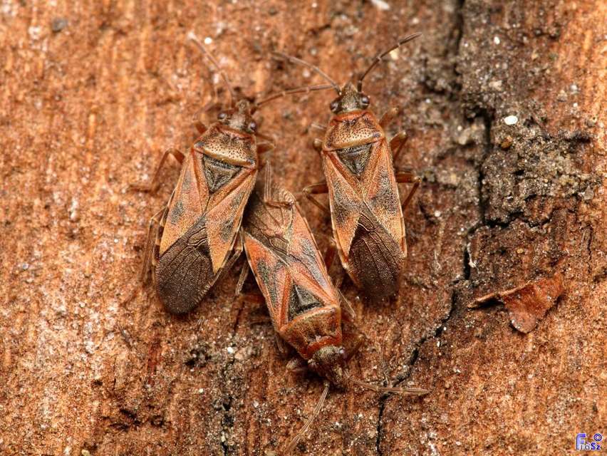 Arocatus longiceps - platánbodobács