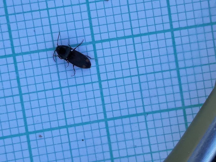 Drasterius bimaculatus - változékony pattanó