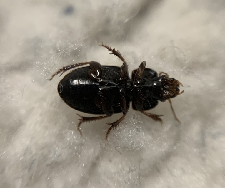 Harpalus picipennis - apró lomhafutó