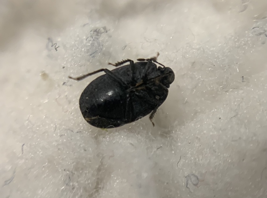 Ochetostethus opacus - törpe földipoloska