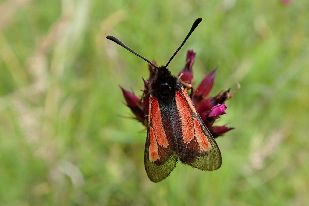 Zygaena brizae - magyar csüngőlepke