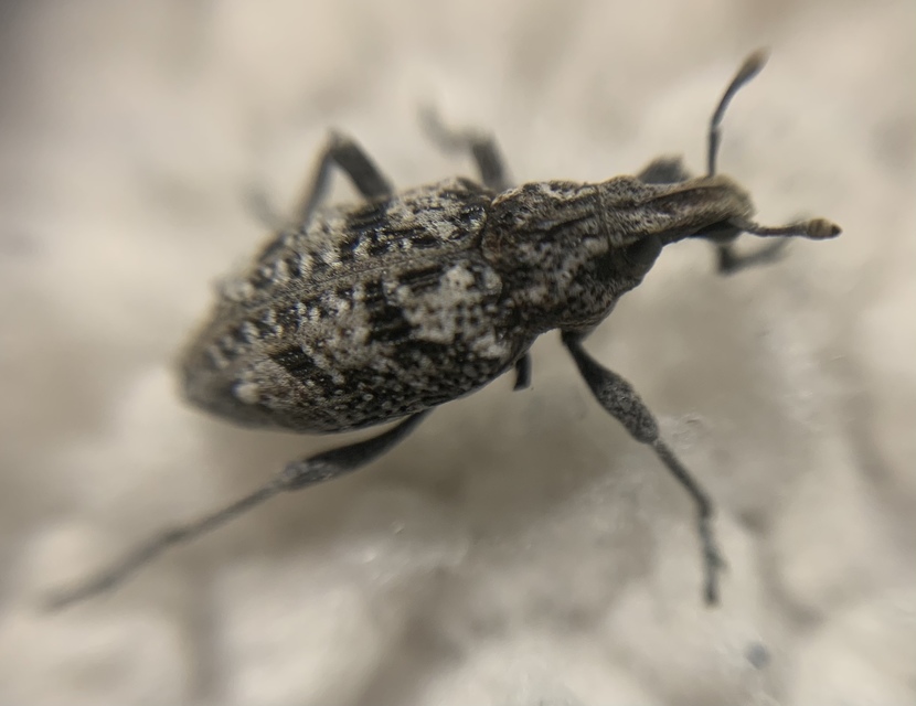 Coniocleonus turbatus - homoki barkó