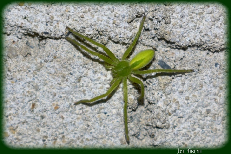 Micrommata virescens - hunyópók