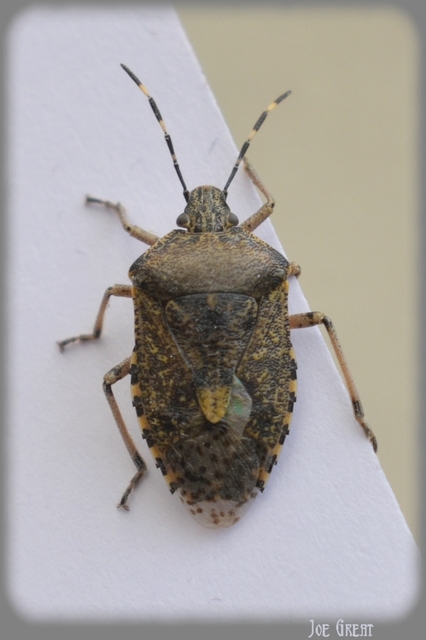 Rhaphigaster nebulosa - bencepoloska