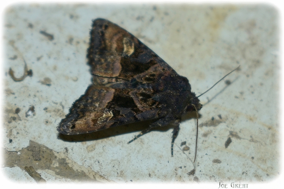 Euplexia lucipara - szeder-csipkésbagoly