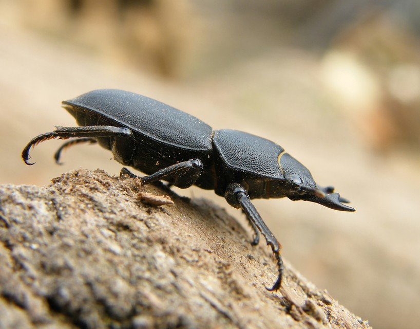 Dorcus parallelipipedus - kis szarvasbogár