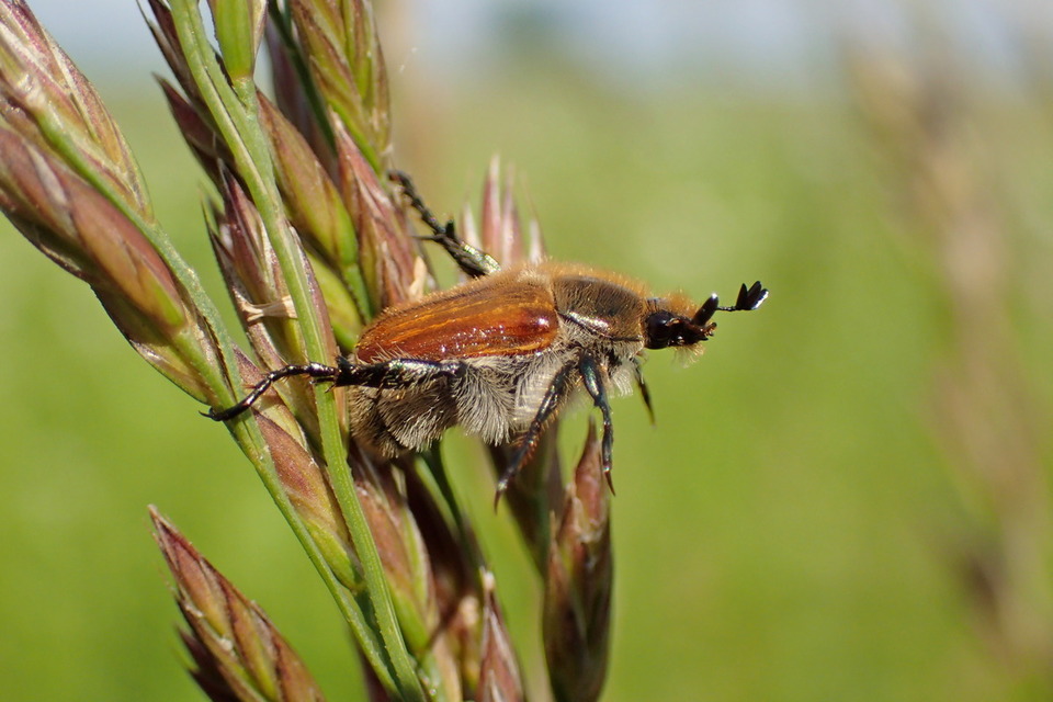 Chaetopteroplia segetum - rozsszipoly