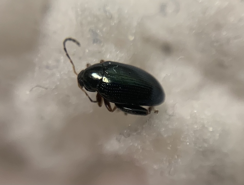 Psylliodes chrysocephala - repce-földibolha