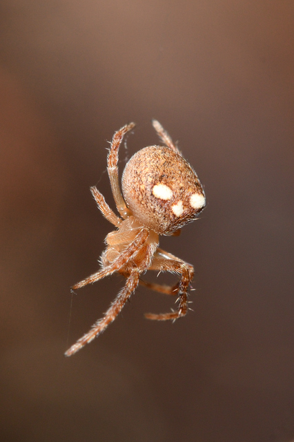 Araneus triguttatus/sturmi