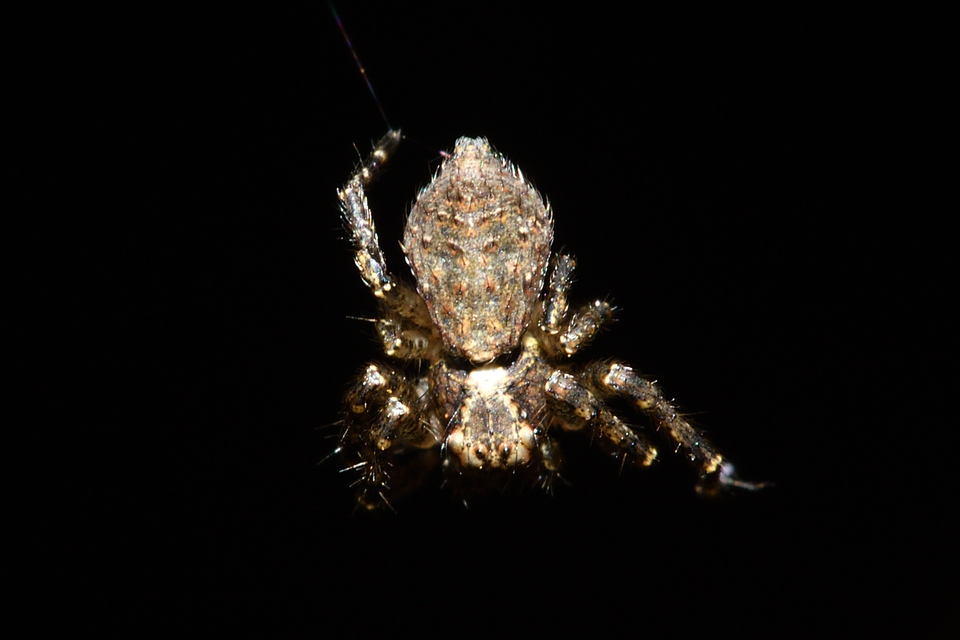 Tmarus piger/stellio